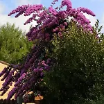 Σπίτι διακοπών La Buganvilla