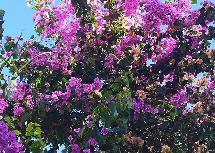 La Buganvilla Holiday home Sirolo