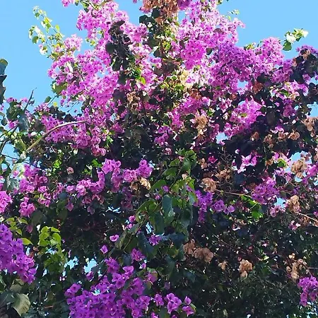 La Buganvilla بيت للعطل سيرولو